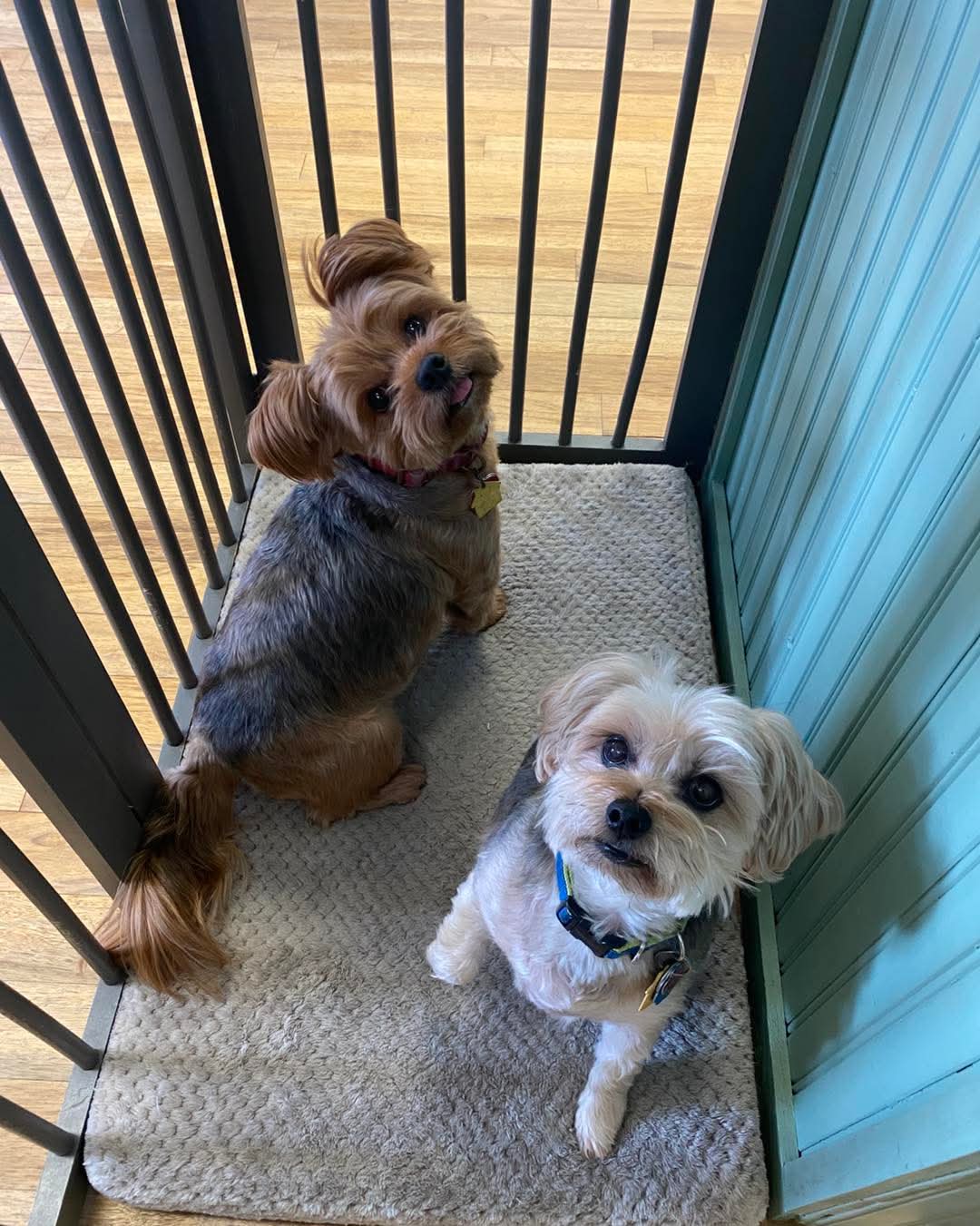 Ziggy and Poppy, Pat's two Yorkies, sitting together inside The Celtic Sunflower